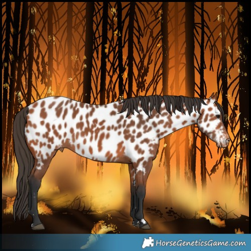 Horse Color:Bay Near Leopard
