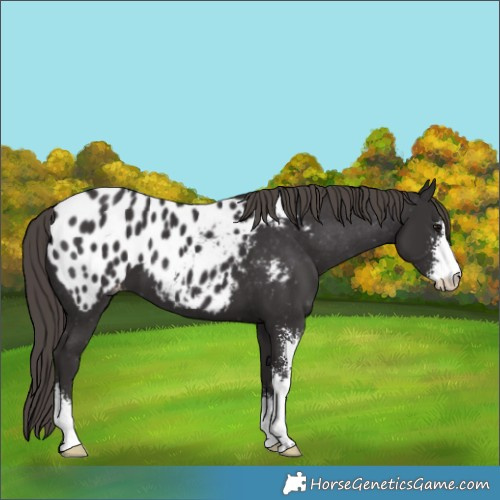 Horse Color:Smoky Black Sabino Blanket 