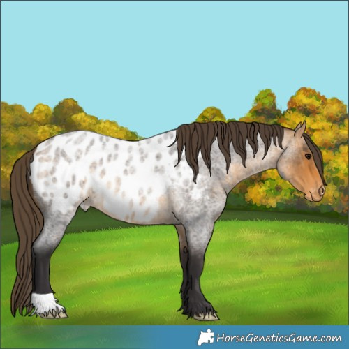 Horse Color:Buckskin Roan Blanket 