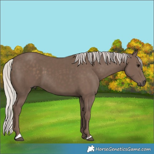 Horse Color:Silver Black