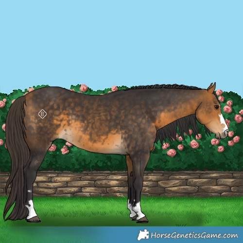 Horse Color:Buckskin 