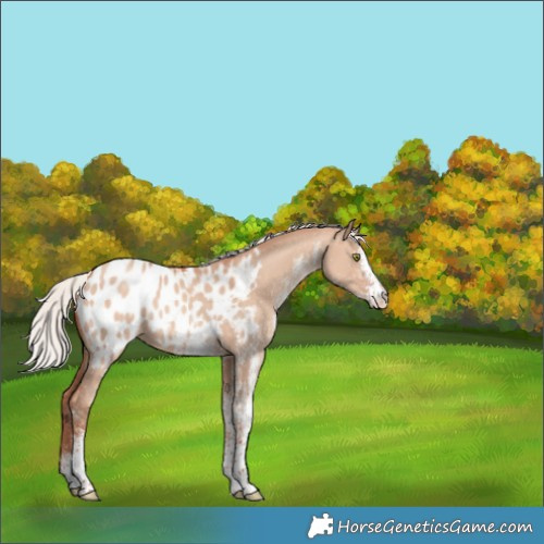 Horse Color:White Spotted Silver Sable Champagne Dun Appaloosa Rabicano