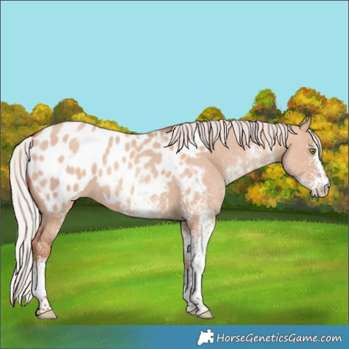 Horse Color:White Spotted Silver Sable Champagne Dun Blanket Rabicano 