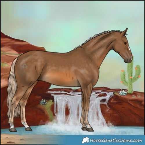 Horse Color:Chocolate Palomino 