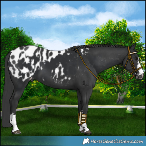 Horse Color:Black Blanket and Black Blanket