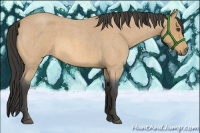Horse Color:Buckskin Roan 