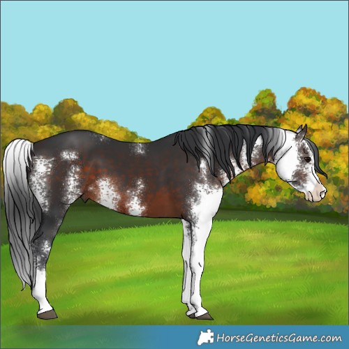 Horse Color:Brown Sabino