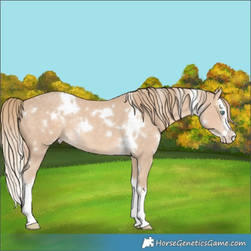 Horse Color:White Spotted Perlino Splash Rabicano 