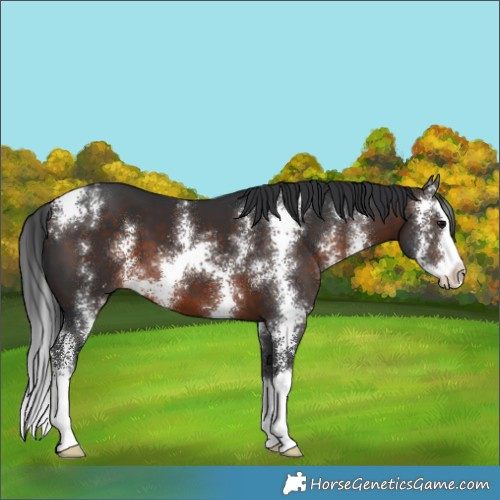 Horse Color:Brown Sabino Splash