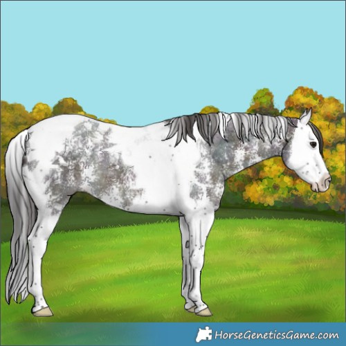 Horse Color:Midnight Brown Ice Sabino Splash Tobiano