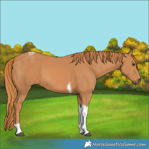 Horse Color:Chestnut Tobiano 