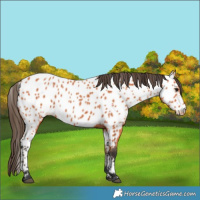 Horse Color:Bay Near Leopard