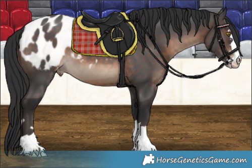Horse Color:Brown Blanket 