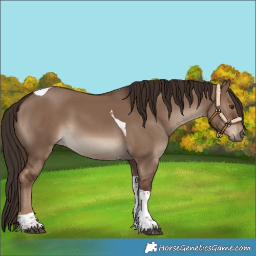 Horse Color:Liver Red Dun Tobiano 