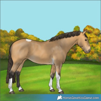 Horse Color:Buckskin Tobiano
