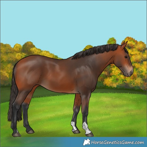 Horse Color:Bay 