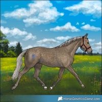 Horse Color:Silver Smoky Black