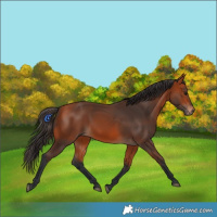 Horse Color:Bay Rabicano