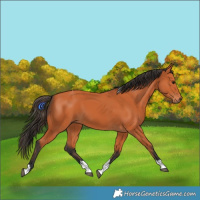 Horse Color:Bay Tobiano 