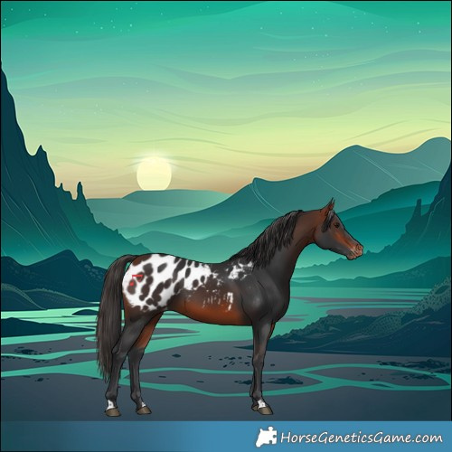 Horse Color:Bay Blanket