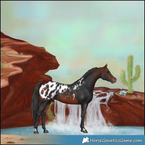 Horse Color:Bay Blanket 