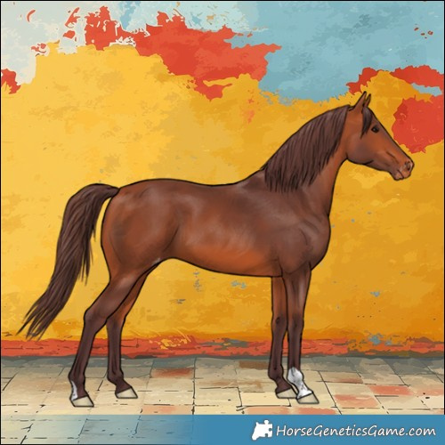 Horse Color:Chocolate Bay Appaloosa