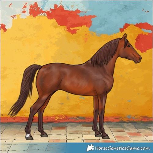 Horse Color:Chocolate Bay 