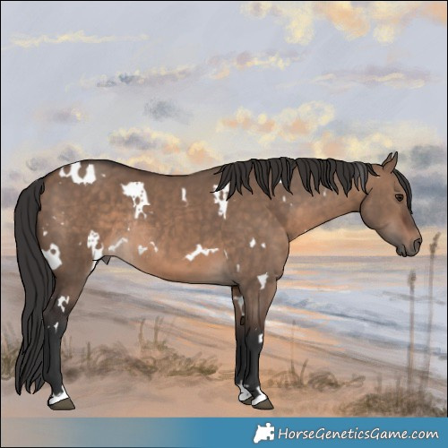 Horse Color:White Spotted Brown Dun Rabicano 