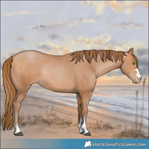 Horse Color:Brown Pearl Rabicano