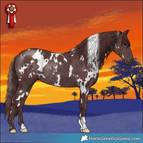 Horse Color:White Spotted Chocolate Black Rabicano