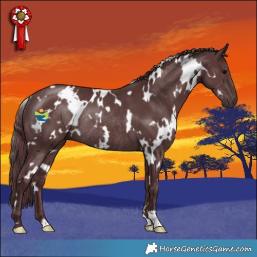 Horse Color:White Spotted Chocolate Black Rabicano 