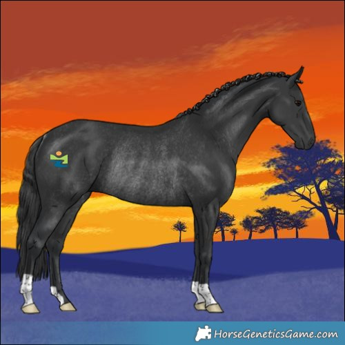 Horse Color:Black Rabicano 