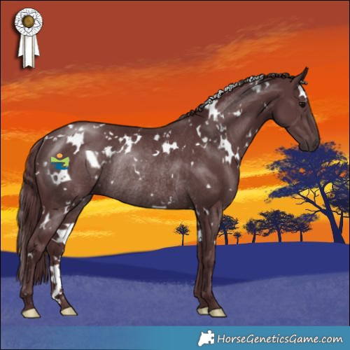 Horse Color:White Spotted Chocolate Black Rabicano