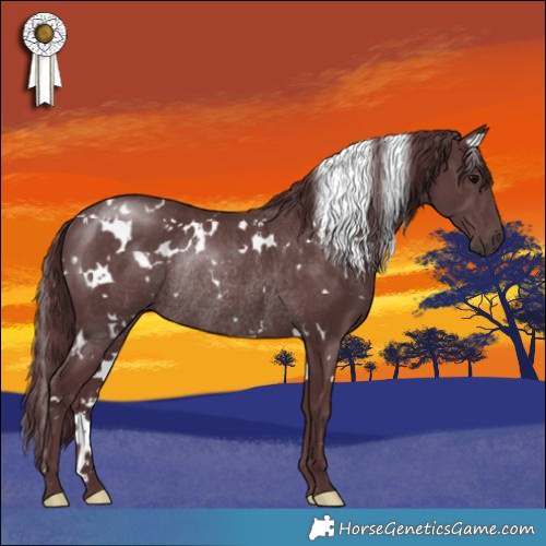 Horse Color:White Spotted Chocolate Black Rabicano 