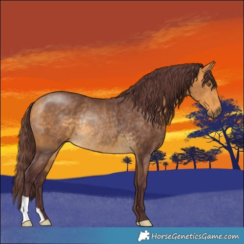 Horse Color:Chocolate Buckskin Rabicano