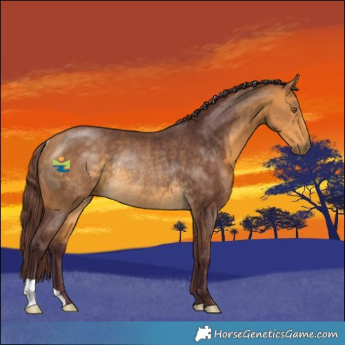 Horse Color:Chocolate Buckskin Rabicano 