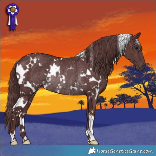 Horse Color:White Spotted Chocolate Smoky Black Rabicano