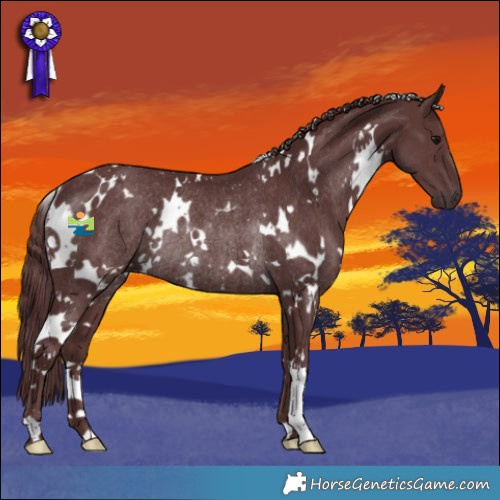 Horse Color:White Spotted Chocolate Smoky Black Rabicano 
