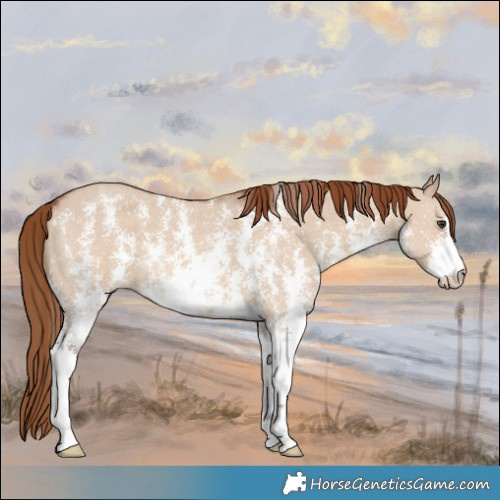 Horse Color:Red Dun Sabino 