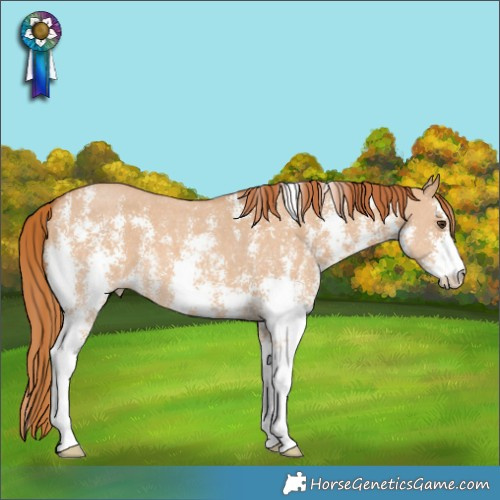 Horse Color:Red Dun Sabino