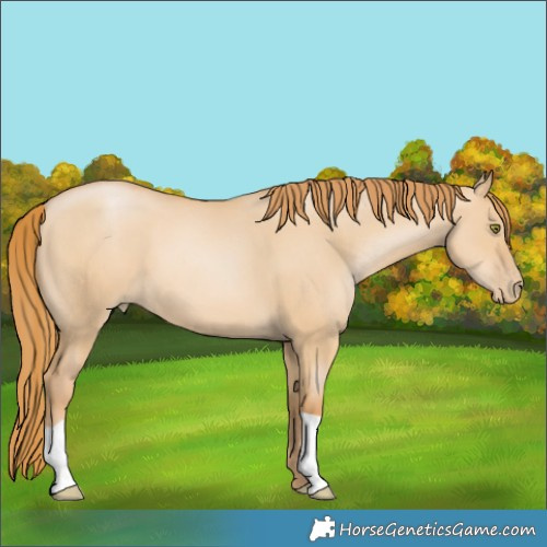 Horse Color:Red Dun Pearl