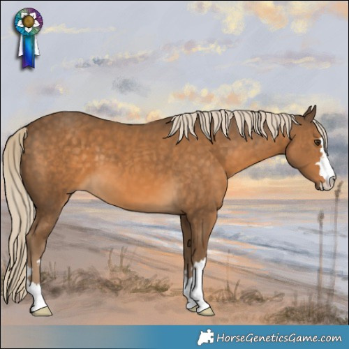 Horse Color:Chocolate Palomino 