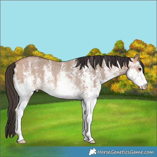 Horse Color:White Spotted Bay Dun Rabicano 