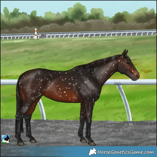 Horse Color:Gray Bay Snowflake Varnish