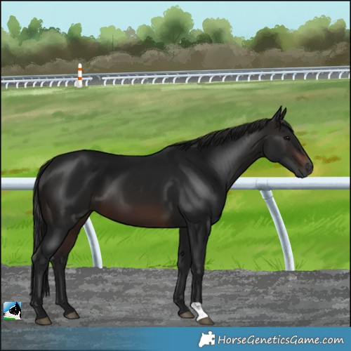 Horse Color:Gray Brown