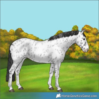 Horse Color:Blue Roan Appaloosa