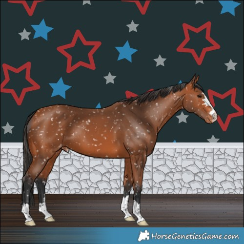 Horse Color:Bay Snowflake Varnish