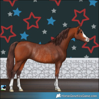 Horse Color:Chocolate Bay Rabicano 