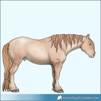 Horse Color:Gold Champagne Pearl Rabicano and Gold Champagne Pearl Rabicano