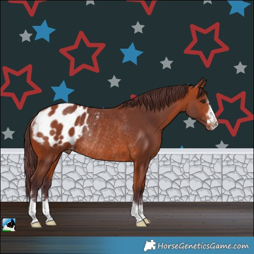 Horse Color:Chocolate Bay Blanket Rabicano